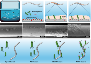Graphical abstract